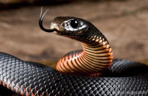 梦见一条黑色的蛇是什么意思
