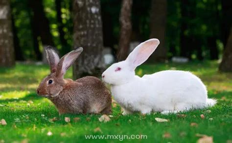 梦见二只兔子是什么预兆
