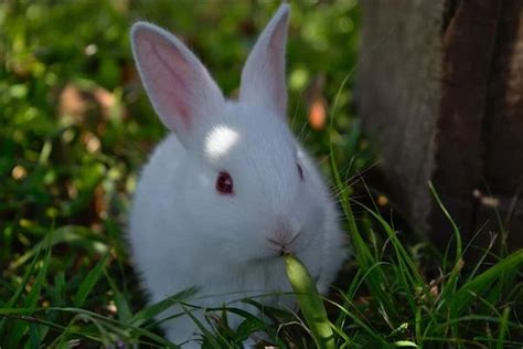 梦见兔生小兔子周公解梦