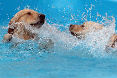 梦见和狗一起游泳