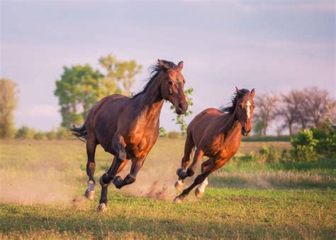 梦见很多匹马奔跑