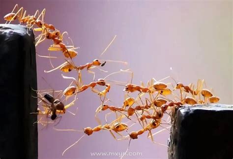 梦见成群蚂蚁是什么意思