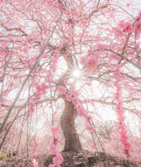 梦见树上开满漂亮的花