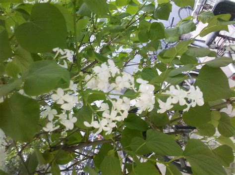 梦见树上开满白色的花