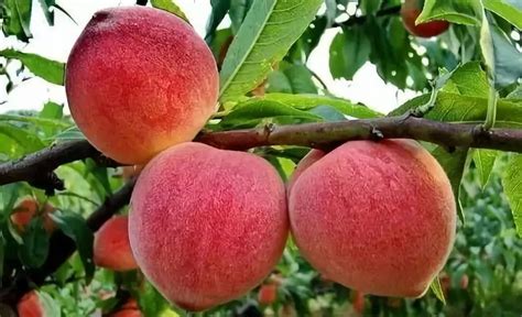 梦见树上结满成熟桃子