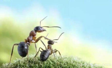梦见满地蚂蚁在爬