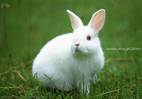 梦见白兔子是什么意思