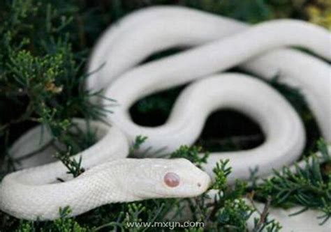梦见白蛇是什么预兆 女性