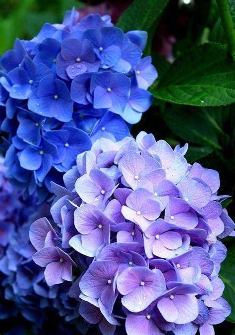 梦见紫蓝色花周公解梦