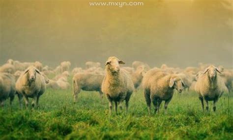 梦见羊是什么预兆周公解梦