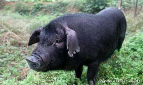 梦见肥黑猪是什么预兆