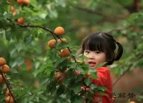 梦见自己摘熟透的杏子吃