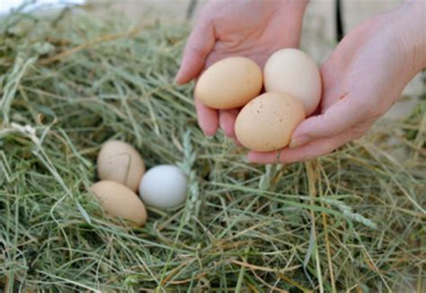 梦见草堆里捡鸡蛋是什么预兆