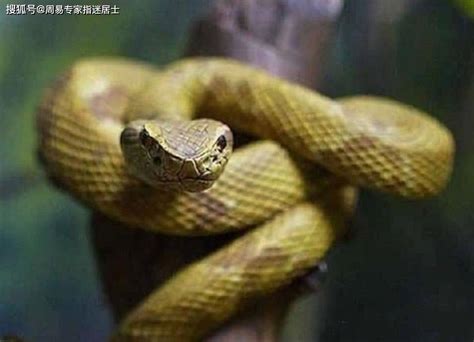 梦见蛇吞蛇是什么预兆