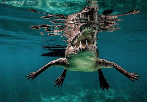 梦见鳄鱼在水里咬人