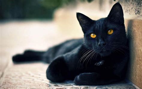 梦见黑猫扑向自己吓醒周公解梦