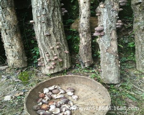 椴木栽培香菇多久出菇