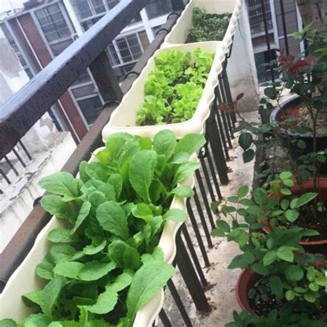 楼顶种蔬菜种植方法