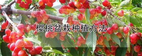 樱桃盆栽种植方法