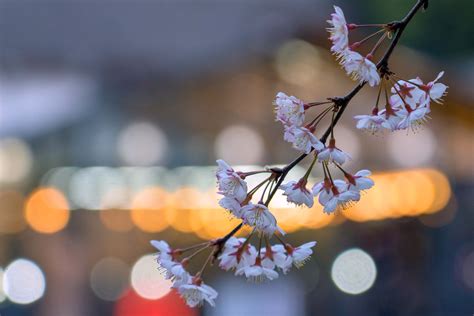 樱花之美不在于盛开而在于飘落