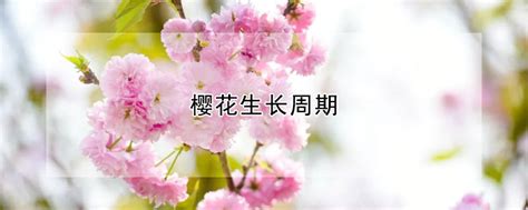 樱花生长周期