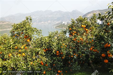 橙子种植地区