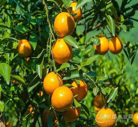 橙子种植条件