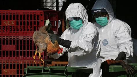 欧洲禽流感最新状况