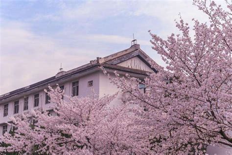武汉大学樱花没有预约上怎么办