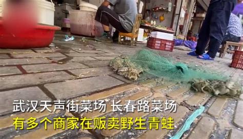 武汉菜市场惊现青蛙