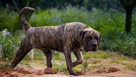 比西班牙獒还大的犬种