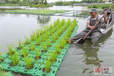 水上漂浮种植稻谷技术