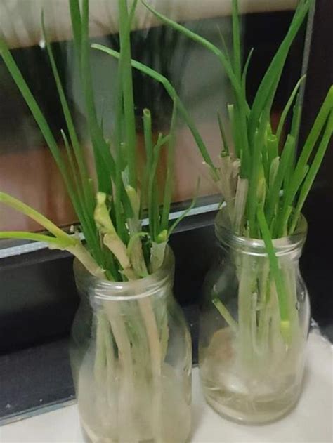 水培小葱的种植方法