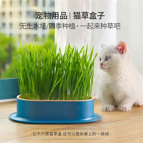 水培猫草多久能种好