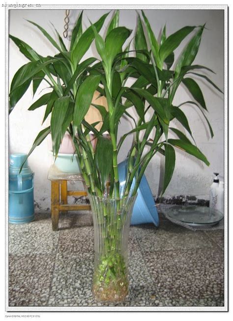 水生竹子的养殖方法