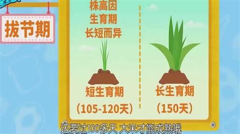 水稻的种植和生长过程