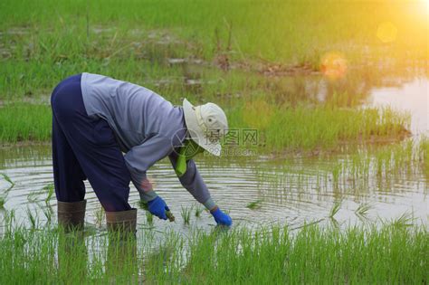 水稻种植合作社取名