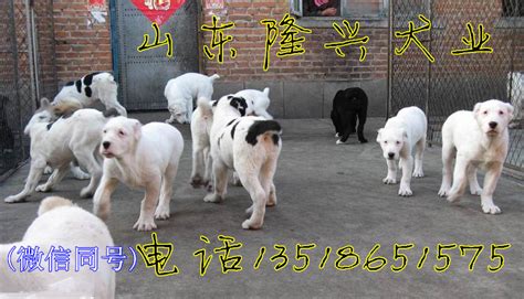 江苏哪个地方有肉狗养殖基地