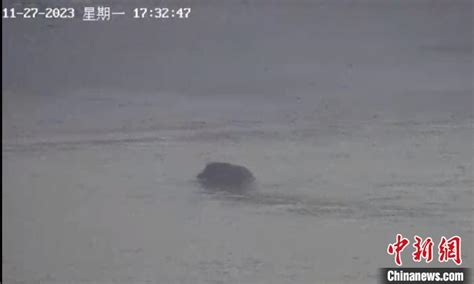 江苏省一头野猪横渡长江