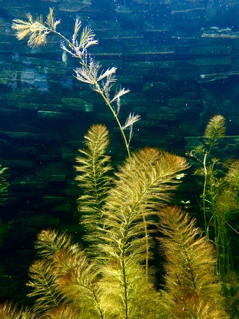 沉水低矮水生植物