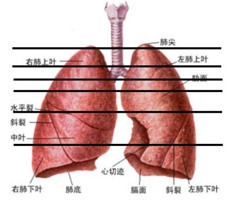 沛和肺是一个意思吗