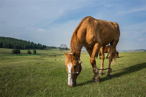 没见过马跑也见过马吃草