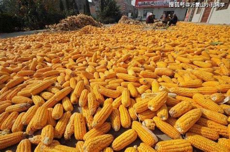 河南永城今日玉米多少钱一斤