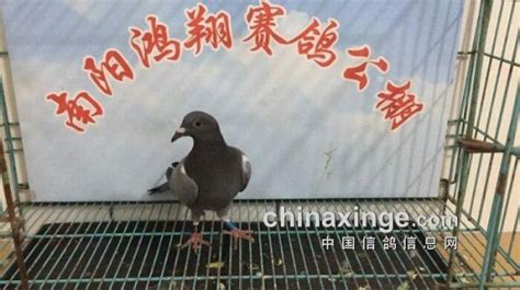 河南省内鸽子市场