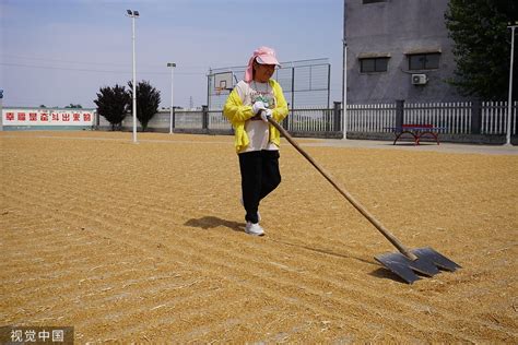 河南麦收基本结束夏播面积超八成