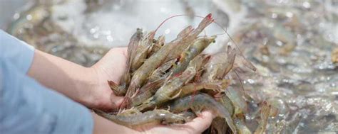 河虾最好的诱饵是什么