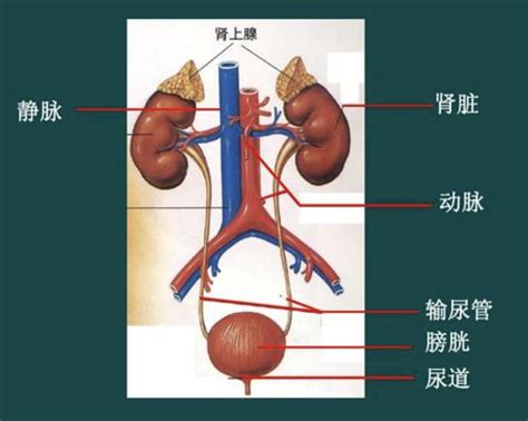 泌尿系统解剖
