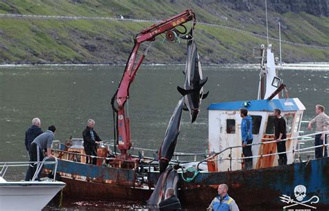 法罗群岛当地渔民杀鲸