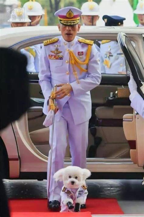 泰国国王给狗过生日