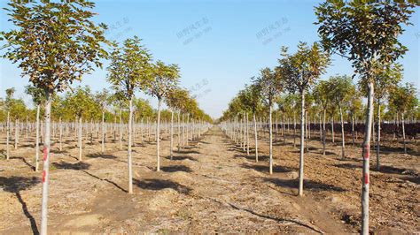 洪山区经济型苗木种植代理价钱